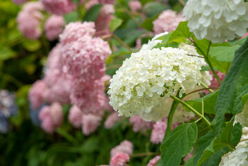 鎌倉236　上郷　紫陽花