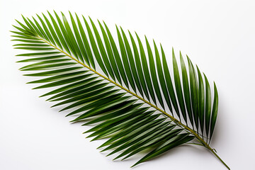 Fototapeta premium Palm leave isolated on white background.