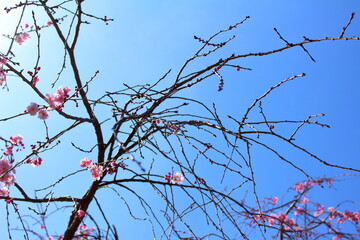 青空に映える咲き始めた桜の花