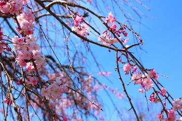 青空とピンクの桜の美しいコントラスト