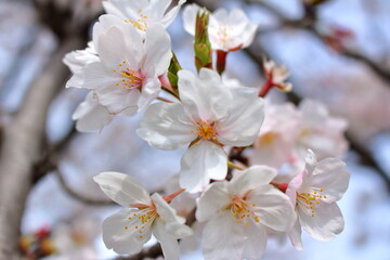 力強く咲いた美しい桜の花