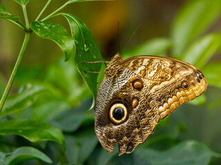 .A Blue Morpho Butterfly (Morpho menelaus) with closed wings in a natural environment