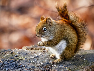 An American Red Squirrel also known as a Pine Squirrel is standing on an old  tree stump  and eating sunflower seed.