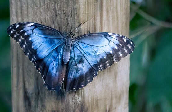 The Blue Morpho (Morpho peleides) butterfly