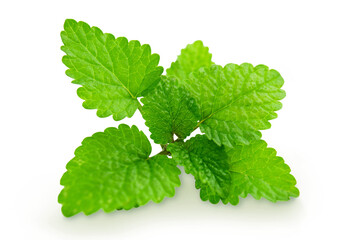  green lemon balm mint leaves or mentha piperita citrata herb also in india known as fudina for...