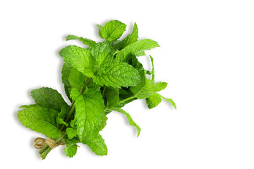 fresh green mint leaves or mentha piperita citrata herb also in india known as fudina for...