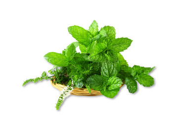 fresh green mint leaves or mentha piperita citrata herb also in india known as fudina for...
