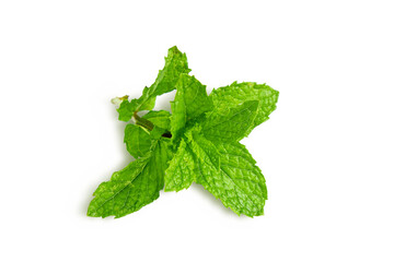 fresh green mint leaves or mentha piperita citrata herb also in india known as fudina for chutney,pani puri,masala tea,herbal chai,ayurvedic medicine,cutout transparent background,png format - obrazy, fototapety, plakaty