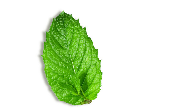 fresh green mint leaves or mentha piperita citrata herb also in india known as fudina for chutney,pani puri,masala tea,herbal chai,ayurvedic medicine,cutout transparent background,png format