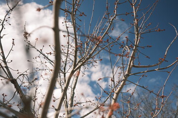Winter branches