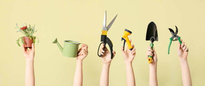 Female hands with gardening tools and houseplant on color background
