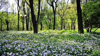 식물원 풍경 - 미국제비꽃