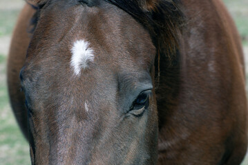 Close up of a brown horse with a white spot on its head.