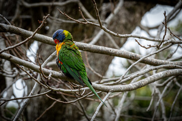 Perched Rainbow Lorikeet