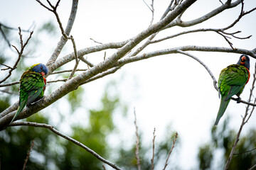 Dual Lorikeets on Branches