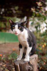 Naklejka na ściany i meble white & black cat in the garden