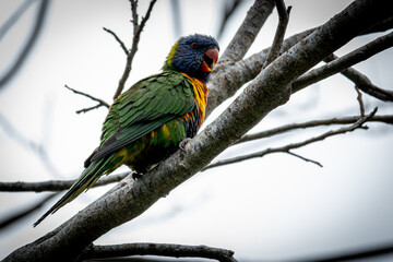 Solitary Lorikeet on a Grey Day