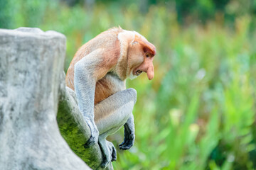 The proboscis monkey (Nasalis larvatus) or long-nosed monkey is a reddish-brown arboreal Old World...