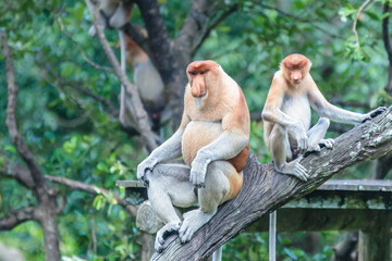 The proboscis monkey (Nasalis larvatus) or long-nosed monkey is a reddish-brown arboreal Old World monkey with an unusually large nose. It is endemic to the southeast Asian island of Borneo.