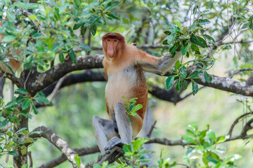The proboscis monkey (Nasalis larvatus) or long-nosed monkey is a reddish-brown arboreal Old World...