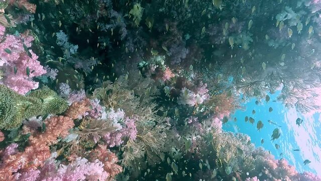 School of fish swimming around a vibrant coral reef underwater in Koh Lipe