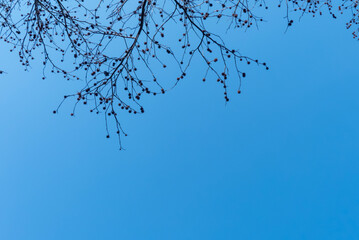 冬の晴れた日の公園散策　大きなモミジバフウの冬の実
