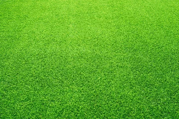 Poster Artificial grass field meadow green. Top View Texture.. © methaphum