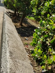 path in the garden, camino en el jardín
