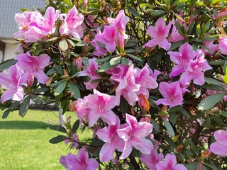 pink amaryllis winter flower, flor de invierno de amarilis rosa