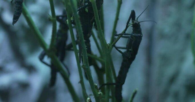 This video shows a group of stick insects on a plant. The stick insects are various shades of brown and green, and they are all different sizes. They are crawling around on the plant, and some of them