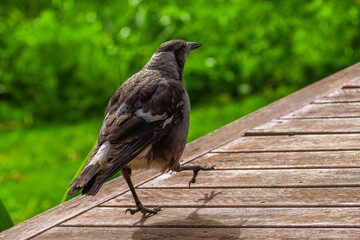 Urban Bird Perching