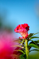 花の「ケイトウ」をモチーフにした背景素材