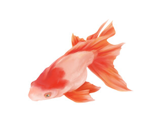 紅白模様の金魚（更紗琉金）のリアルな水彩イラスト - obrazy, fototapety, plakaty