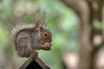 クルミを食べる横向きのリス