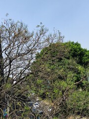 spring trees in the garden, árboles de primavera en el jardin
