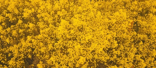 beautiful yellow canola flower background