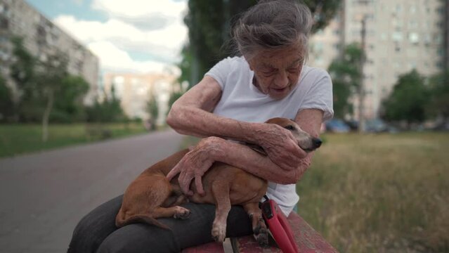 Animal theme is a lonely old woman best friend. Caucasian 90 years old senior female is happy to spend time with her pet small dachshund dog, holding her in her arms, hugging hugs and kisses outdoor.