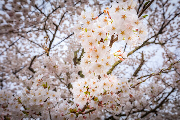 観音寺川の桜（福島県猪苗代町）