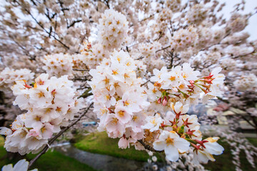 観音寺川の桜（福島県猪苗代町）