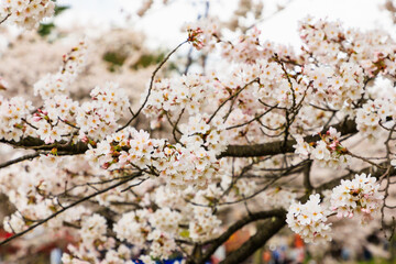 観音寺川の桜（福島県猪苗代町）