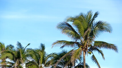 Fototapeta na wymiar Canopy of palm trees on the beach in Zipolite, Mexico