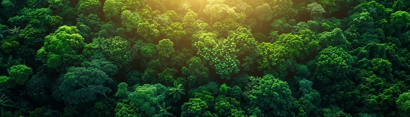 Foto op Canvas Highlight the lush greenery of a dense rainforest canopy, with sunlight filtering through the leaves, conveying the untouched and vibrant ecosystem in its full glory © panyawatt
