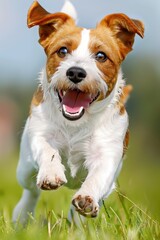 Happy beagle dog joyfully running in lush green grass field, playful pet enjoying outdoor playtime