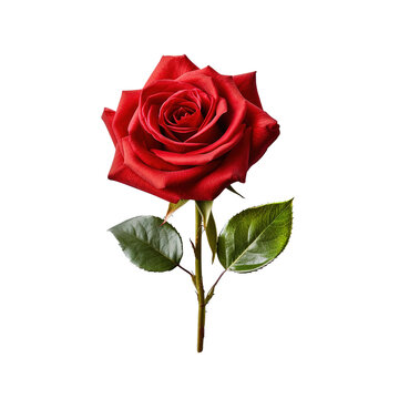 red rose with leaf on Transparent background PNG Generative AI