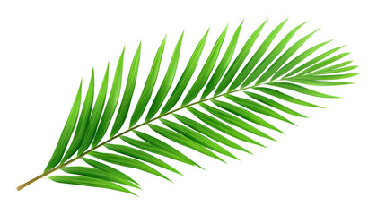Fototapeta premium green palm leaf isolated on transparent background cutout