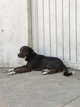 Happy Dog Day, an adorable puppy resting in the shade Feliz d&iacute;a del perro, un adorable perrito descansando en la sombra 