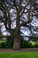 Tree with a lot of branches in a park in Weinheim, Germany on a spring day.