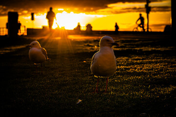 Seagulls in Golden Sunlight