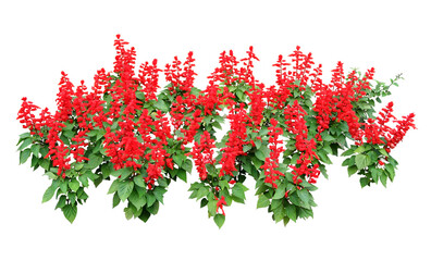 Fototapeta premium サルビア・スプレンデス