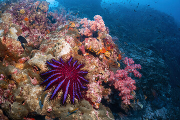 Naklejka na ściany i meble Big Crown of thorns star fish in soft coral reef photography in deep sea in scuba dive explore travel activity underwater with blue background landscape in Andaman Sea, Thailand